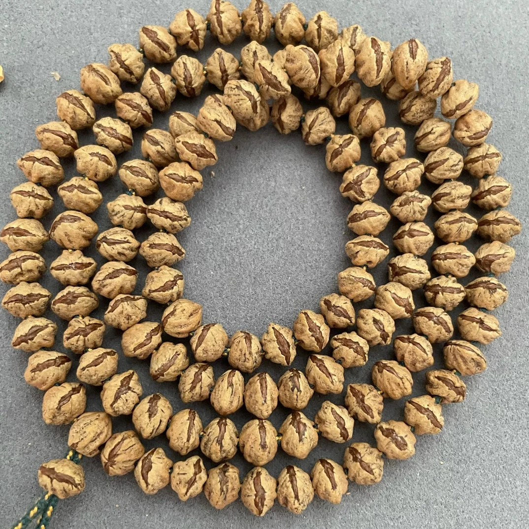 热振百香籽原装红芽横打大尺寸老树籽长串