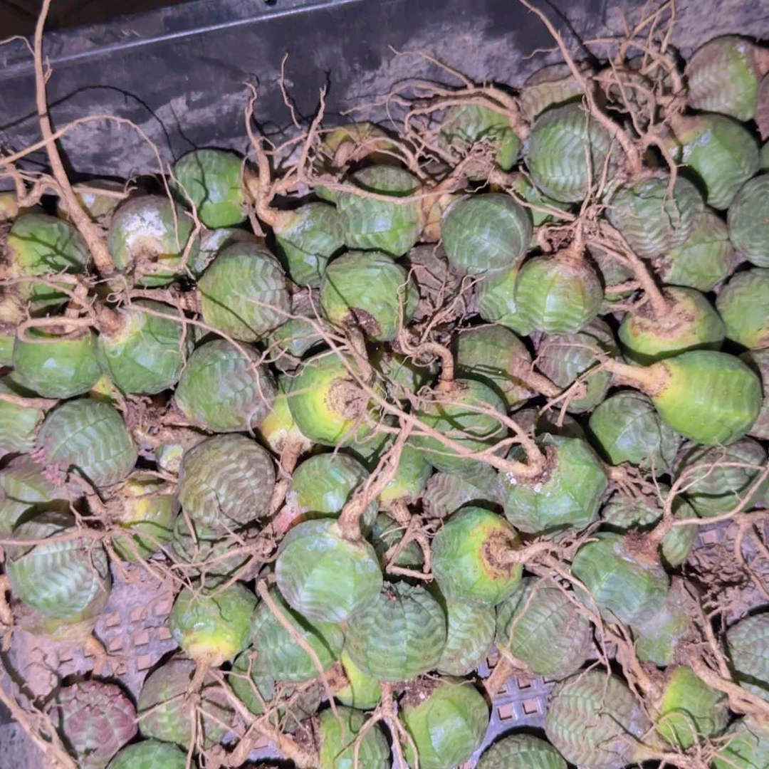 块根植物块根植物块根