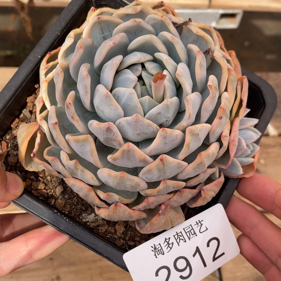 橙子多肉植物2912