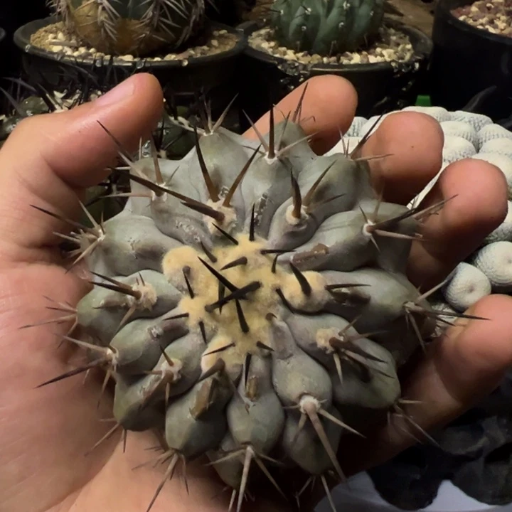 闫**实仙人球一物一拍