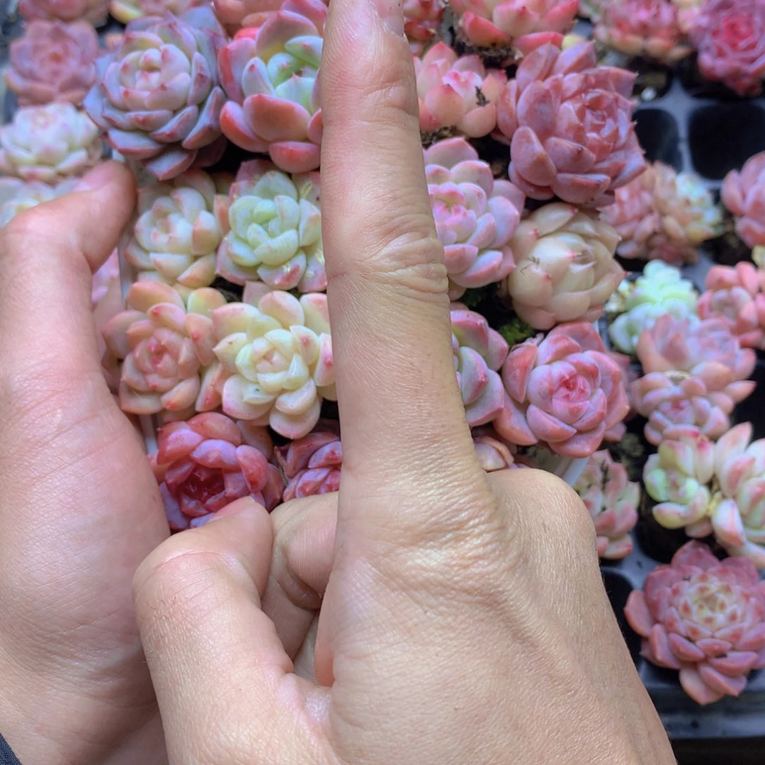 我要去看你了啊我的052