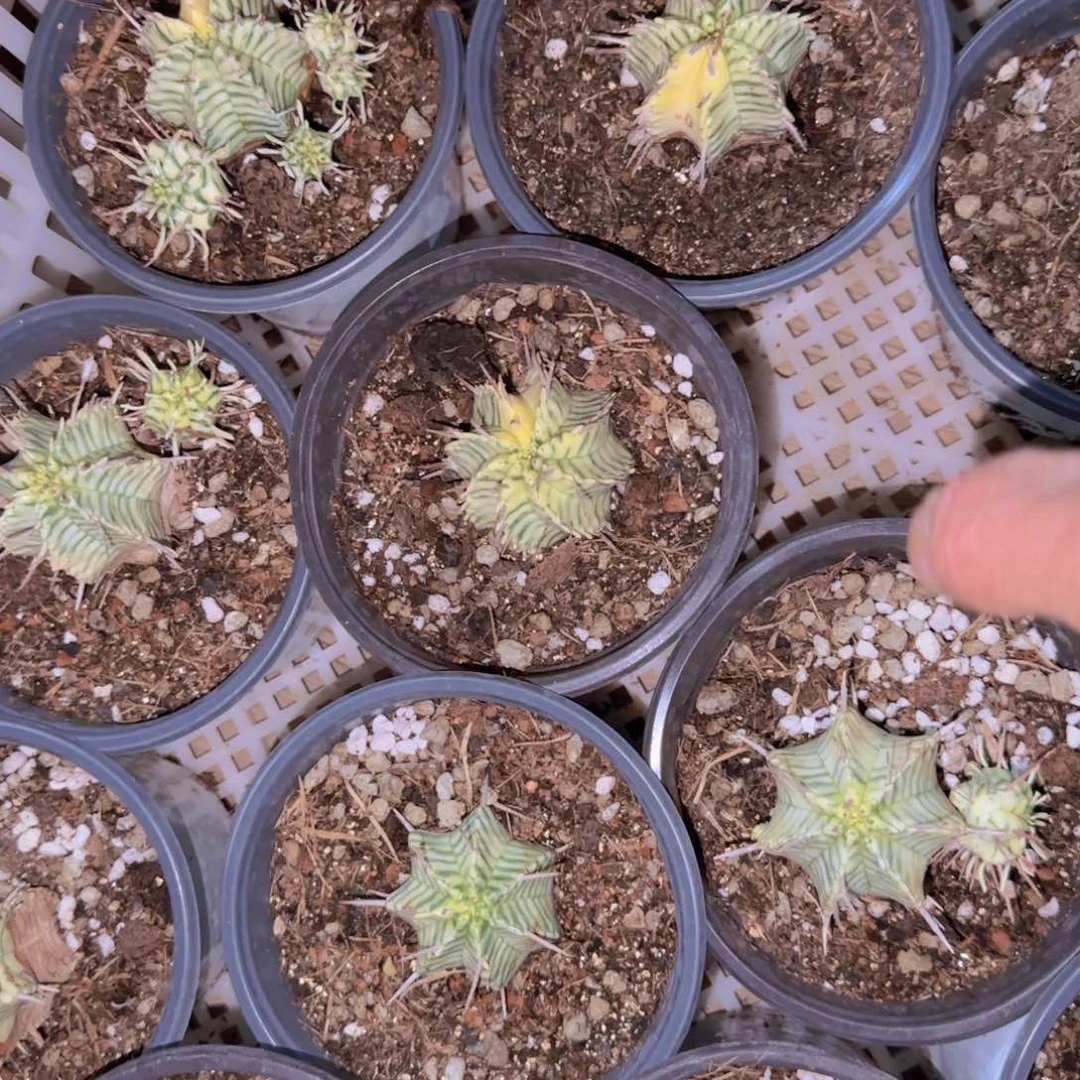 块根植物块根植物