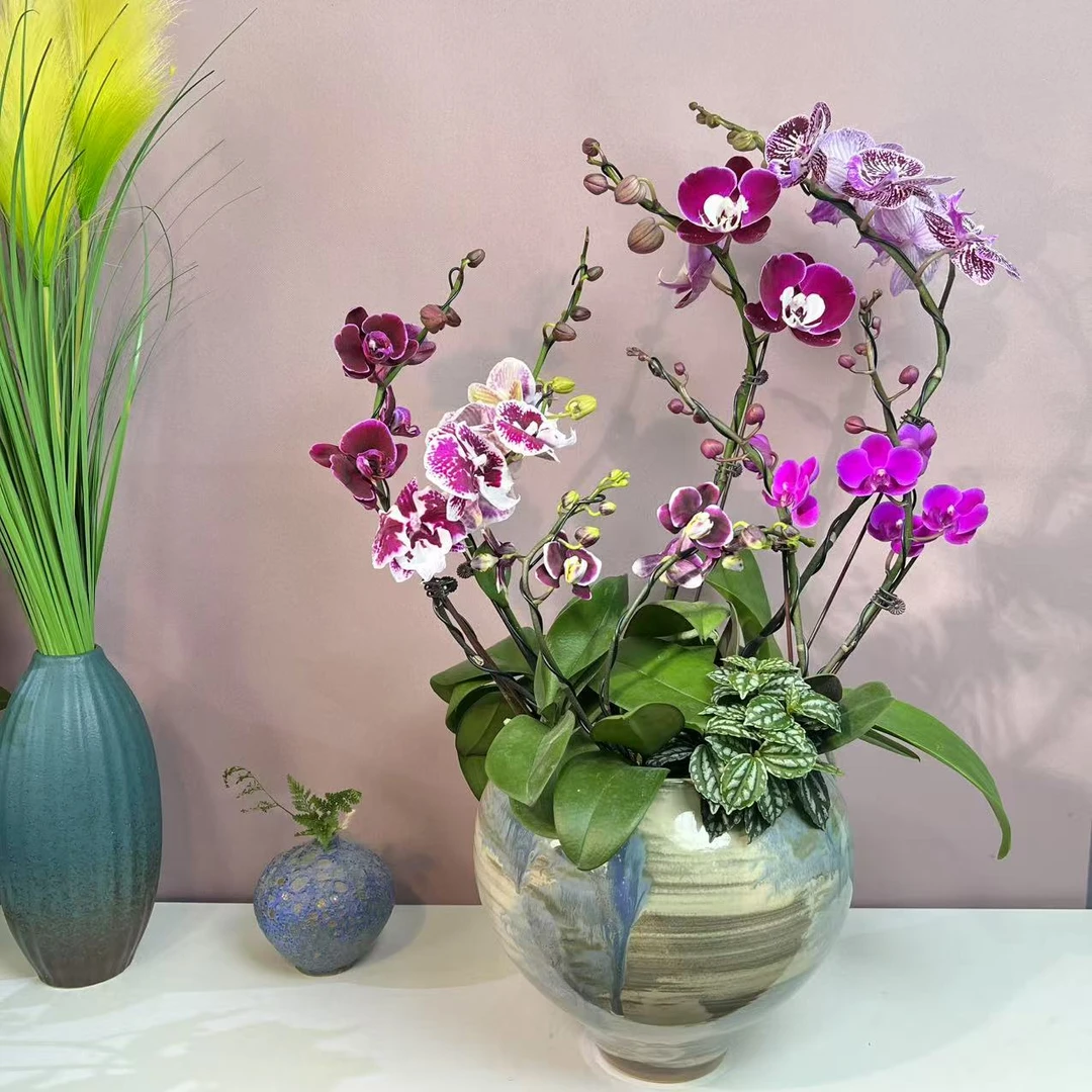 兰语优选【闭月羞花】蝴蝶兰轻奢室内绿植花卉艺术盆栽基地直发