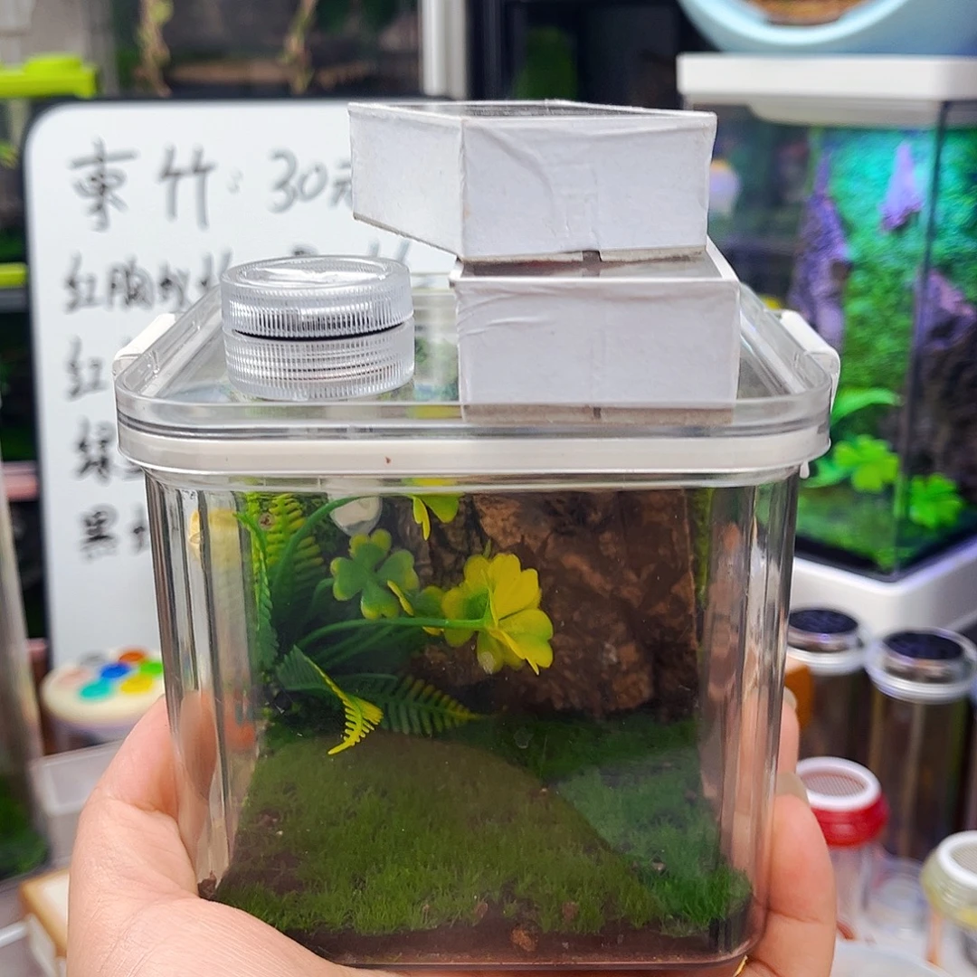 生态箱带两短须金钟