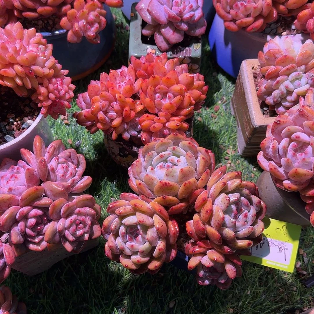 ****子橙梦露群生带盆发货