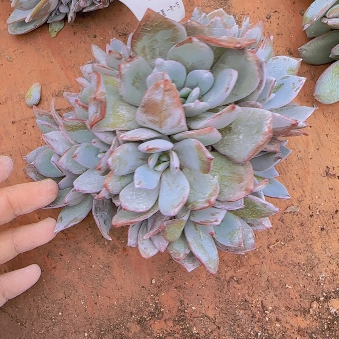 萱***萱A448奶茶群生