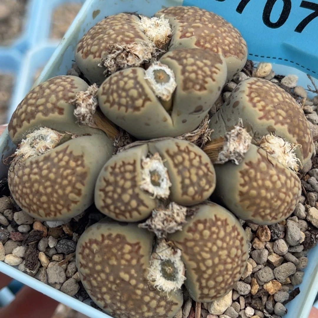 7071六头柠檬网纹寿丽群一颗