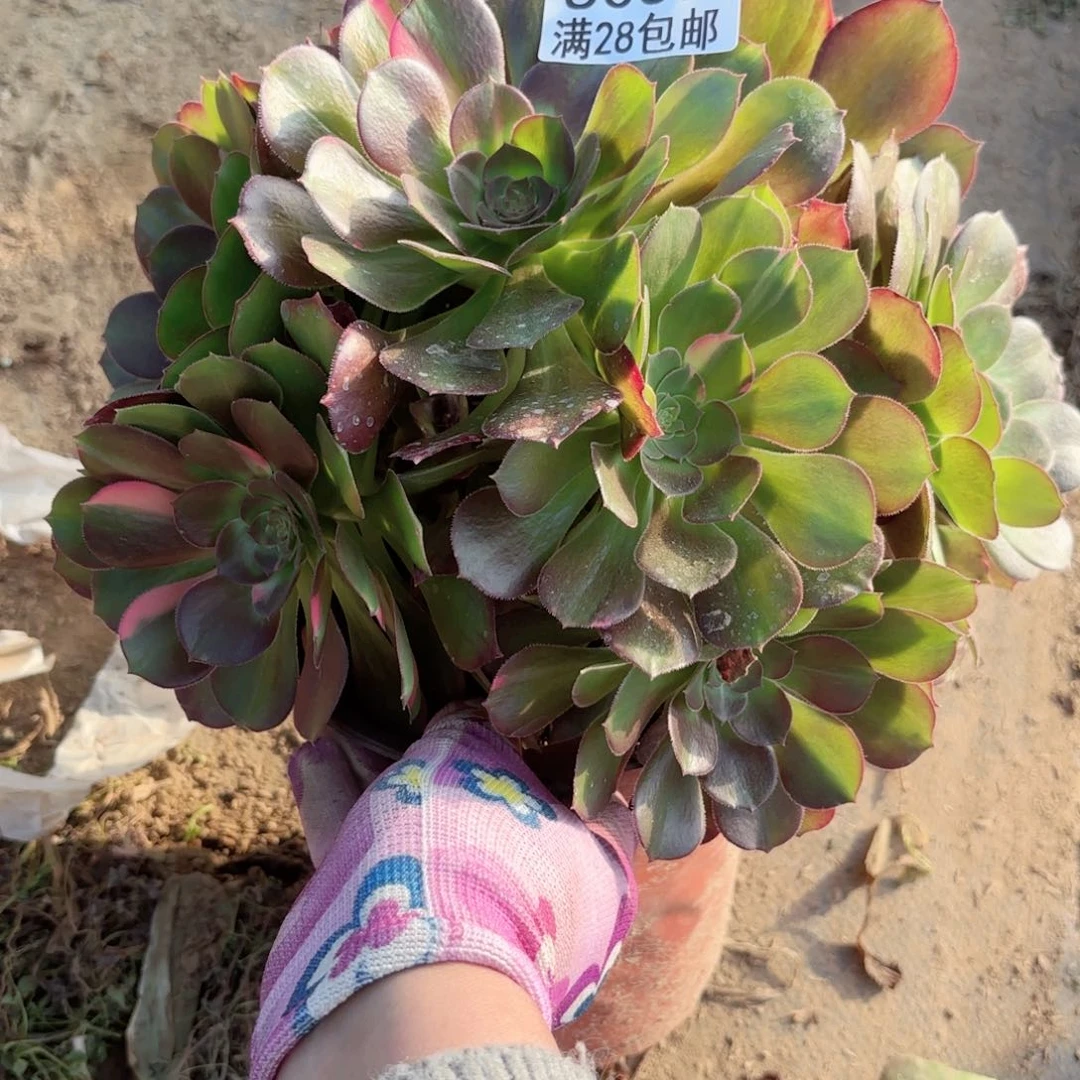 O. 8037绍修七彩多肉