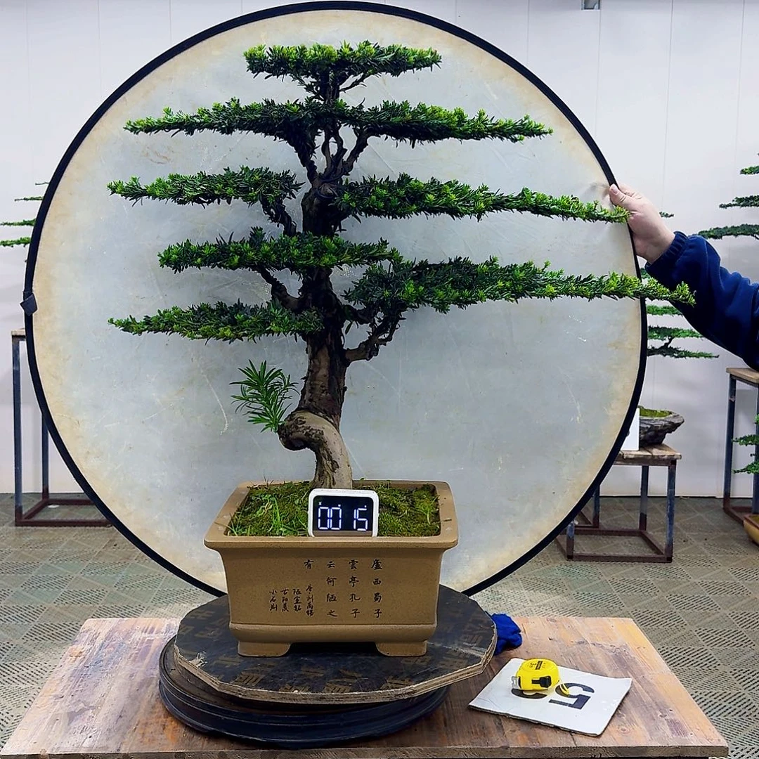 无花朵米叶罗汉松造型盆景