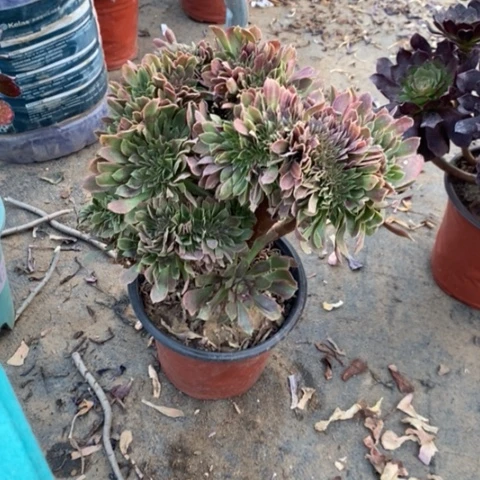 娜迦女王缀57多肉植物法师