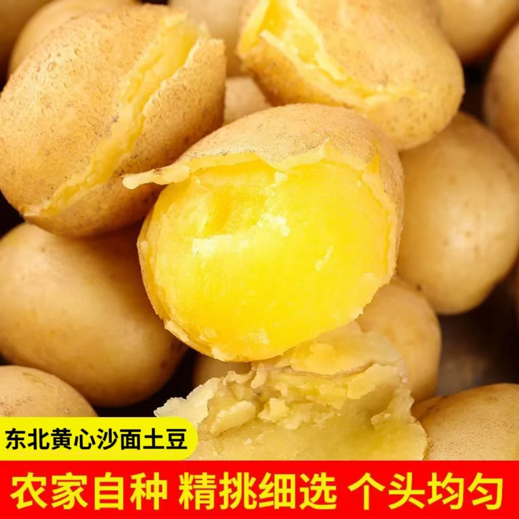 【新鲜黄皮土豆】2025年新土豆现采现发粉糯沙软黄心土豆
