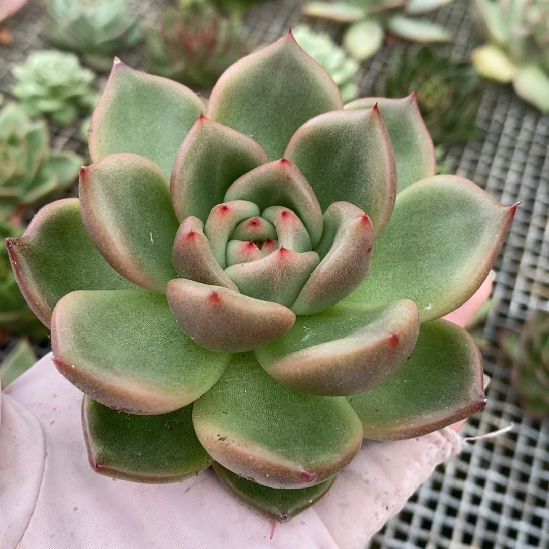 无花朵东云系多肉植物35包邮