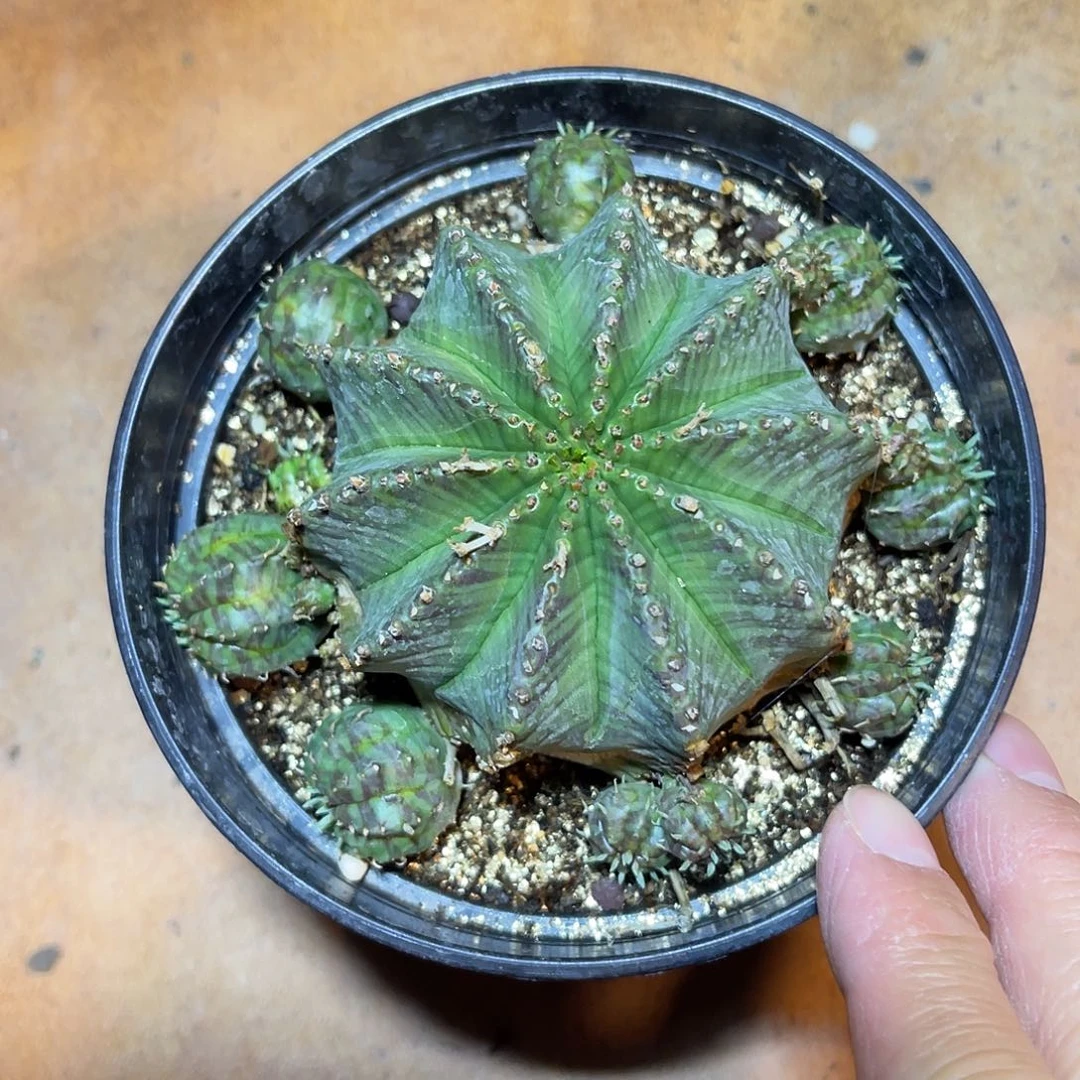 法利达大群一物一拍