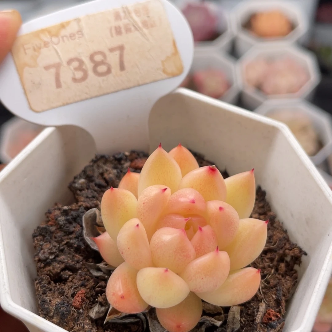 晴空珍妮7387-3.5厘米