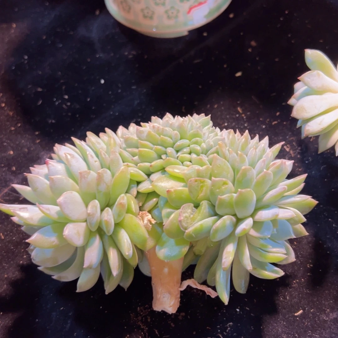 郭*笑新年快乐啊宝宝们8888888888