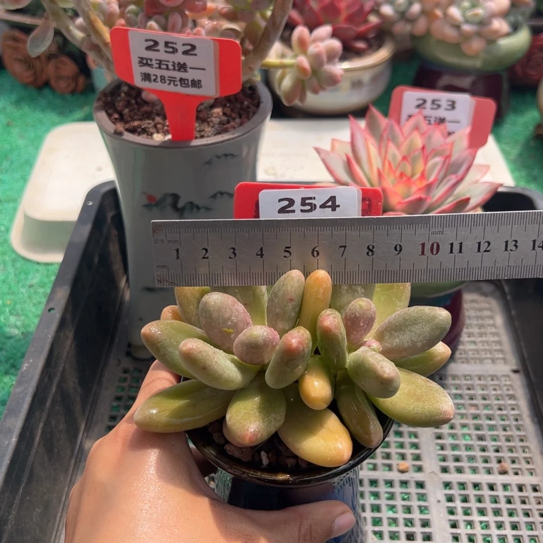表妹精品多肉植物254.