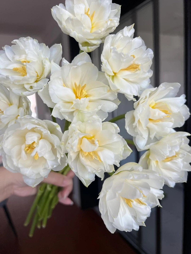 【向云端鲜花】雪媚娘-郁金香 方德A1