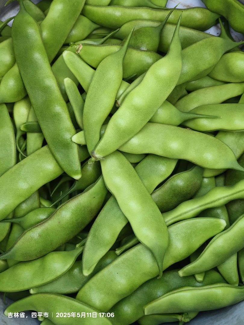 正宗九月青油豆角新鲜采摘