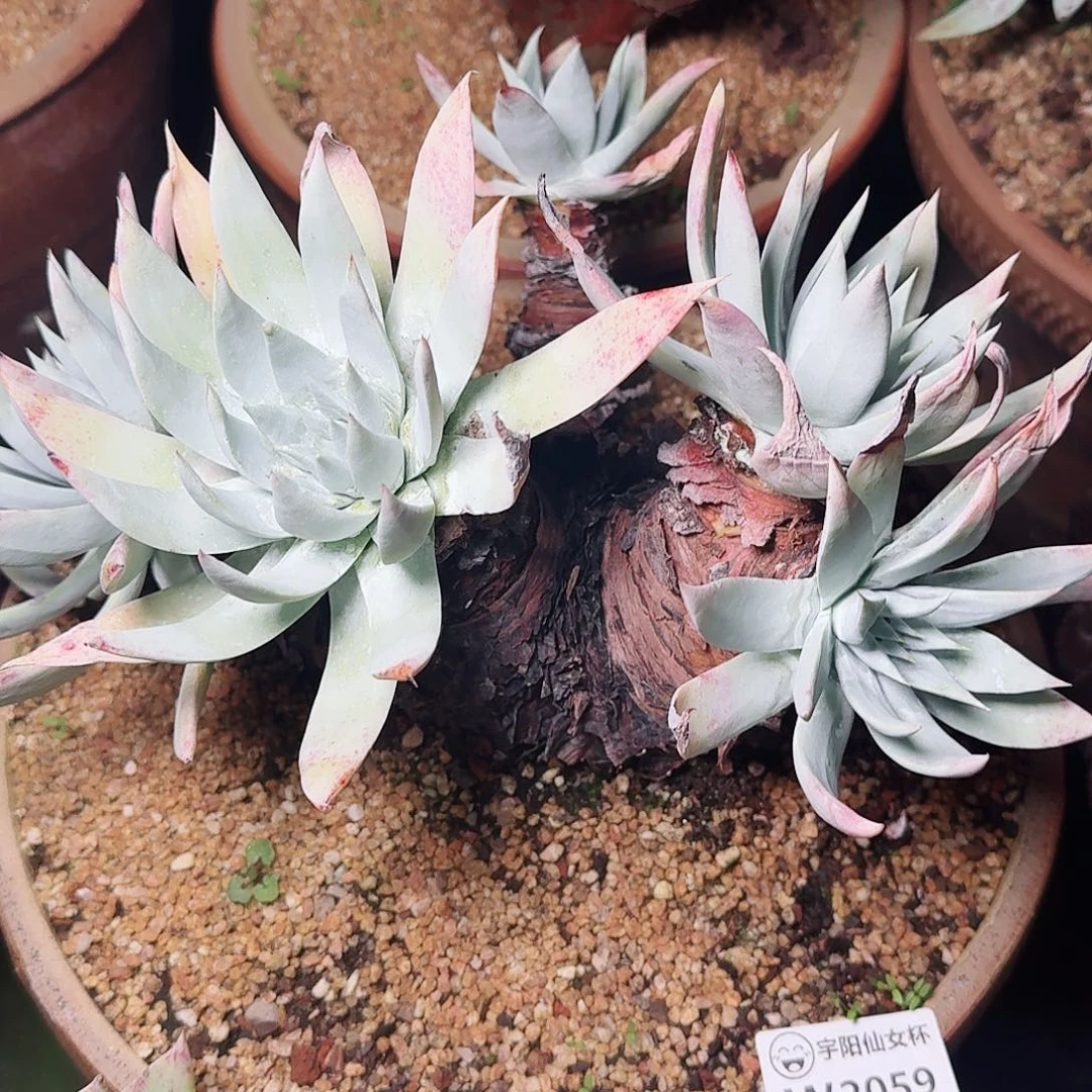 2059苹果雪山多肉