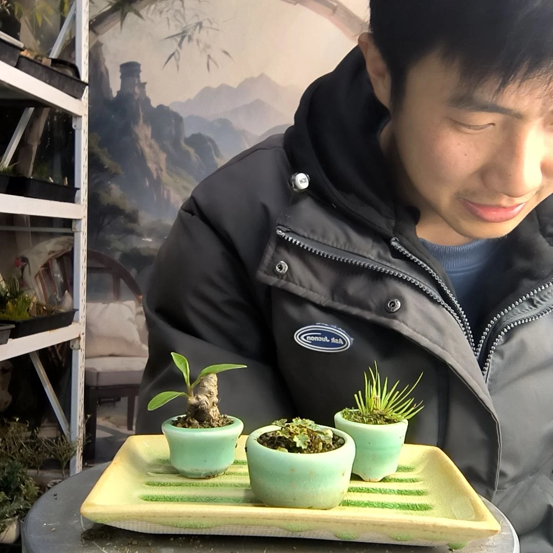 碰*妹小盆景小植物一物一拍131