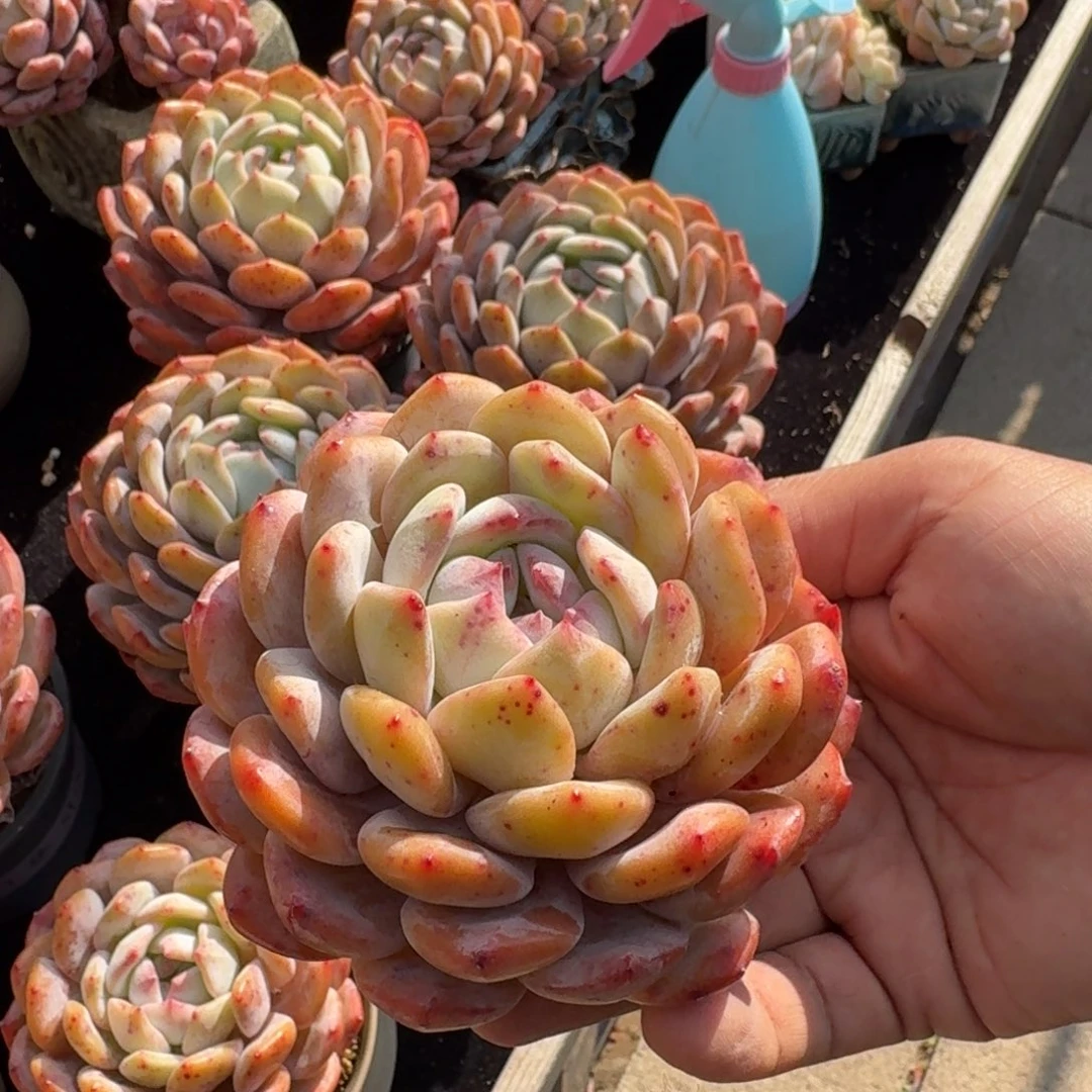 龍***妃精控单头，专拍链接.