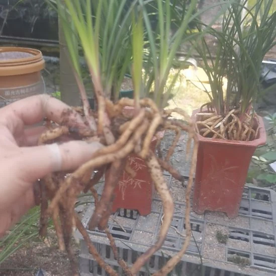 完全开放惠兰红香妃浓香型