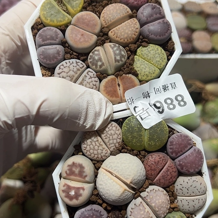 8866 好养易活生石花大母本两盆有饼干有高尔夫下播福利