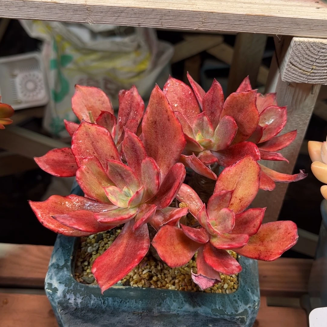 钻石锦duogenvnvnim