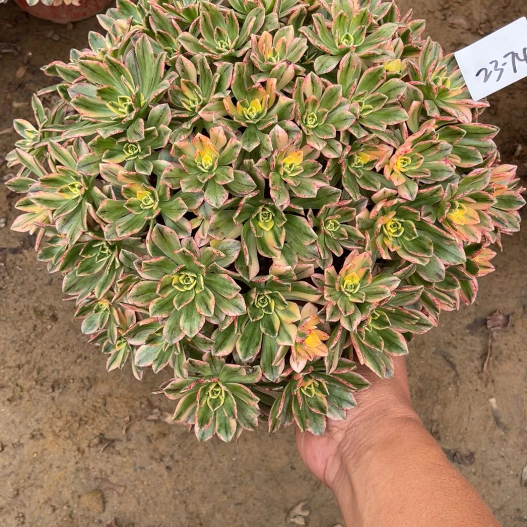 11-23-74甜茶法师锦