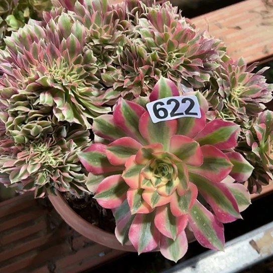 微***葵一颗多肉法师 622