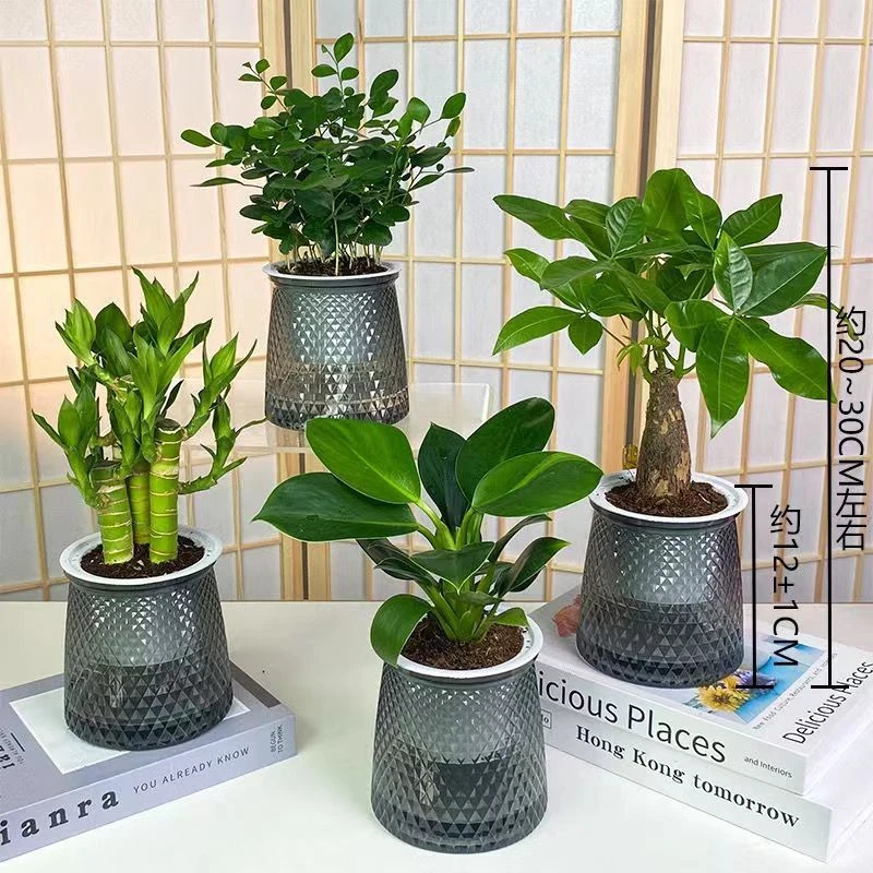 买一发四懒人水培绿植四件套九里香金钻发财树富贵竹室内桌面植物