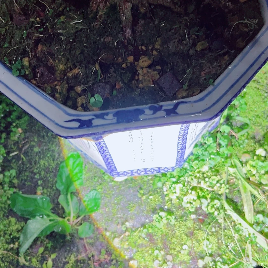 无花朵盆景皋月杜鹃地肥