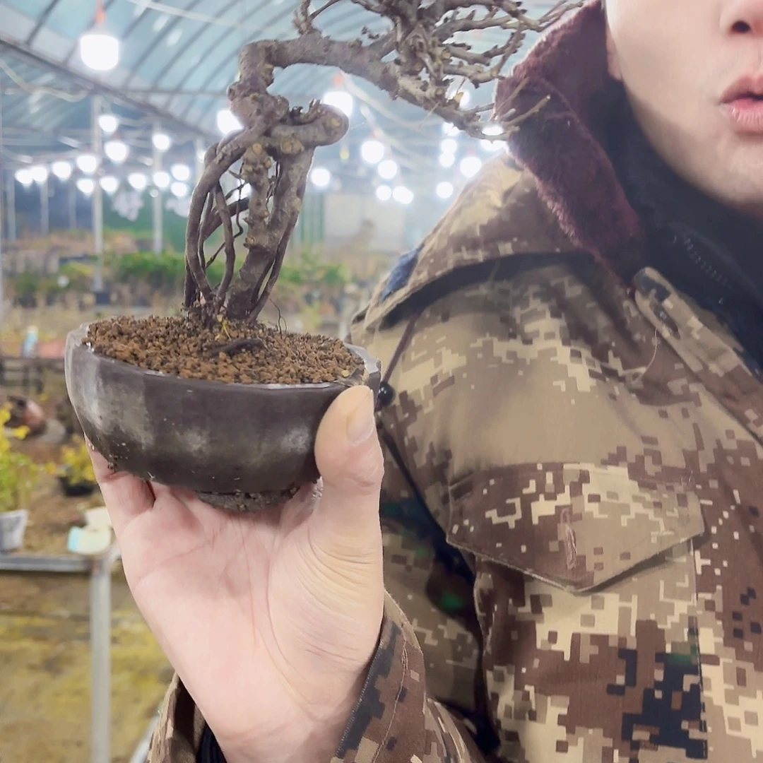 绒***合无花朵红花一号老桩