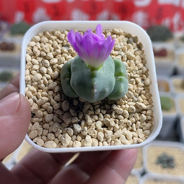 家人园艺多肉生石花绿豆糕535