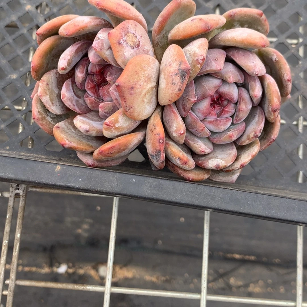 涅**生涅槃重生突尼斯发货多肉