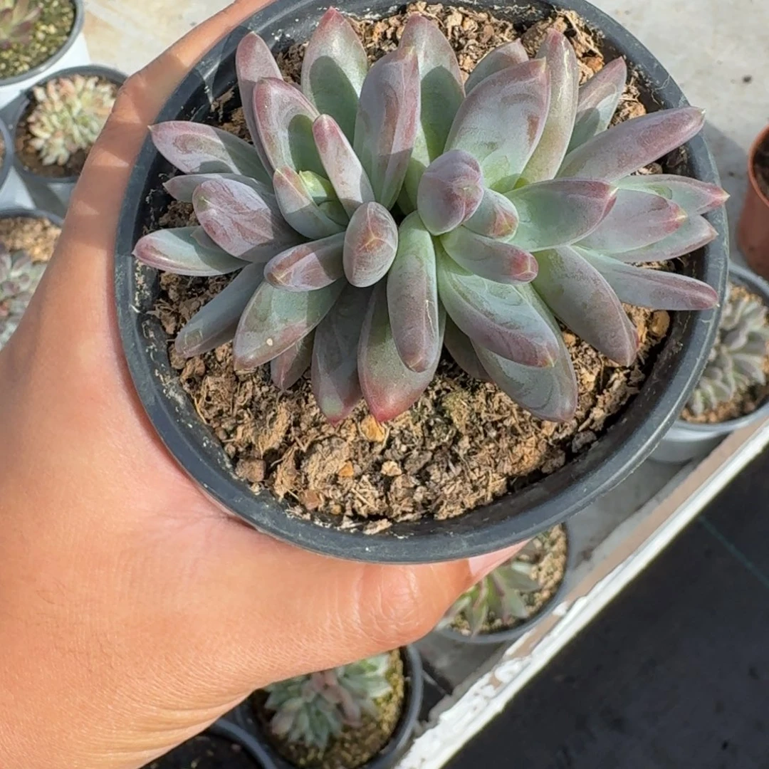 雪戴利 4头 一物一拍