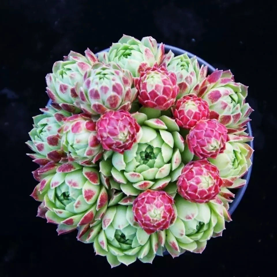 【满9.9包邮】爱德华的球10cm多肉植物以直播间展示为主