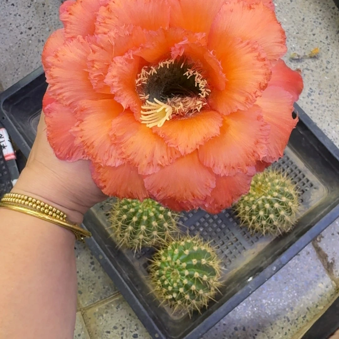 405毛甜橙1号歪无根侧牙5公分左右