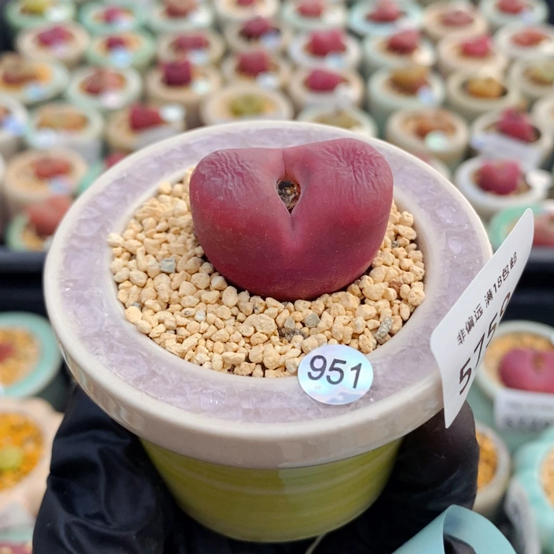 5759-一物一拍 带盆