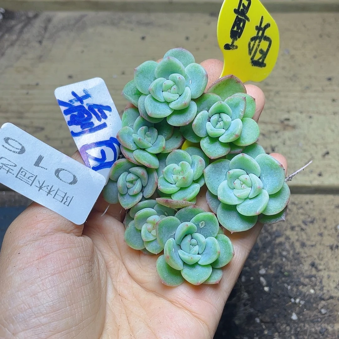 量拍多肉植物多肉植16