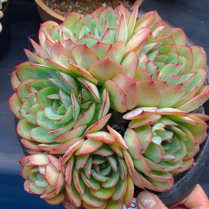 夏悦多肉0307-76牡丹亭