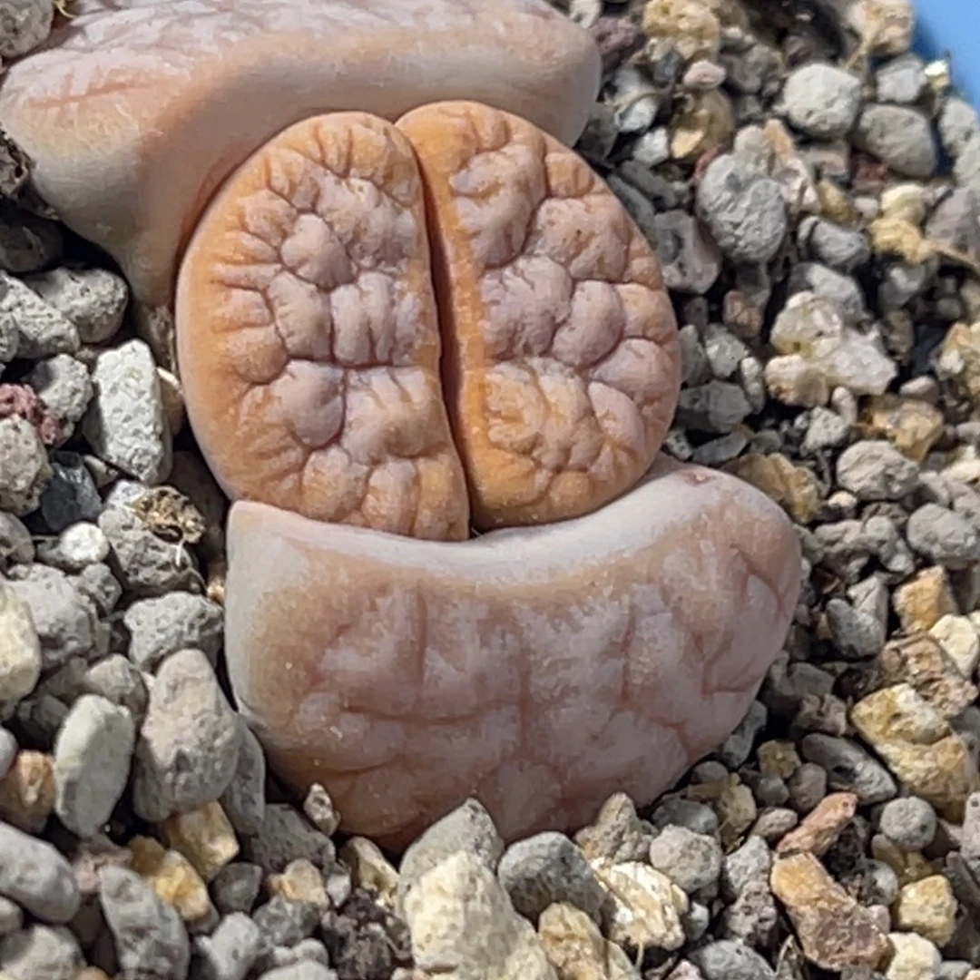 7176拿铁睫毛189凹凸