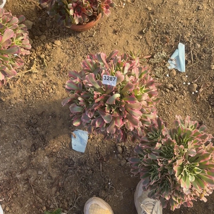 3287 白凤清棚处理不包断枝