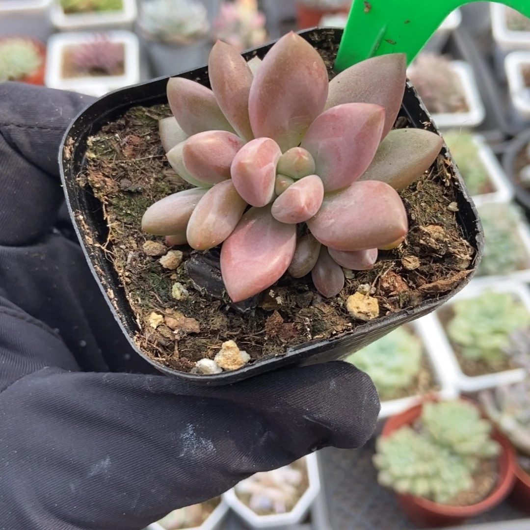 毒*骨938赫菲多肉植物保护