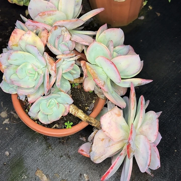 热***式多肉植物一物一拍血风418