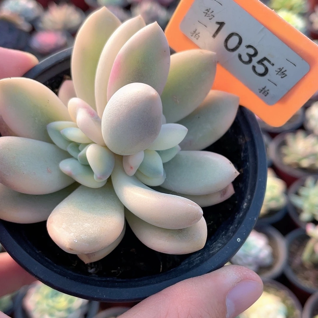 奥普锦底座1035号