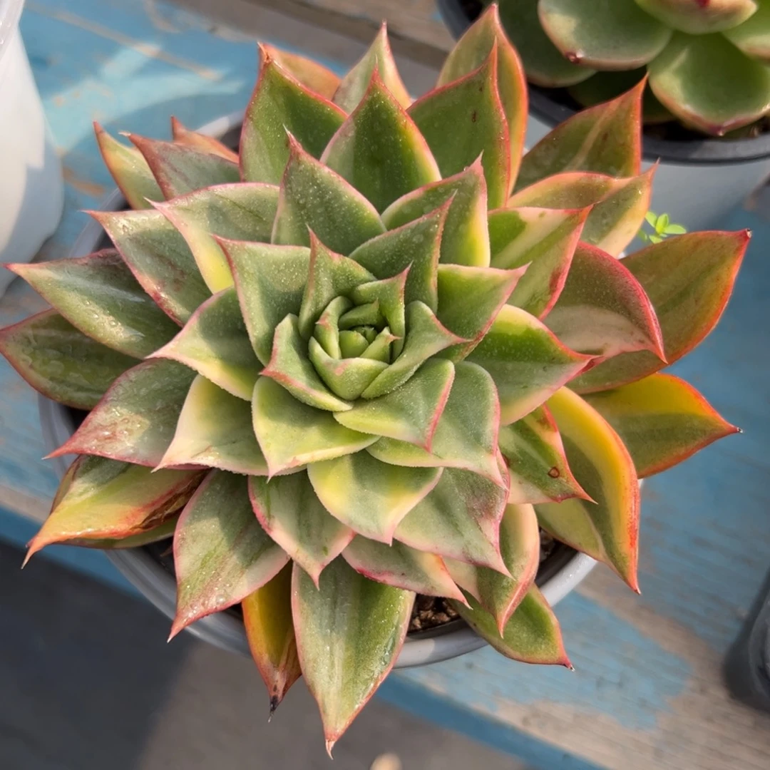 多肉植物一物一拍（23号）