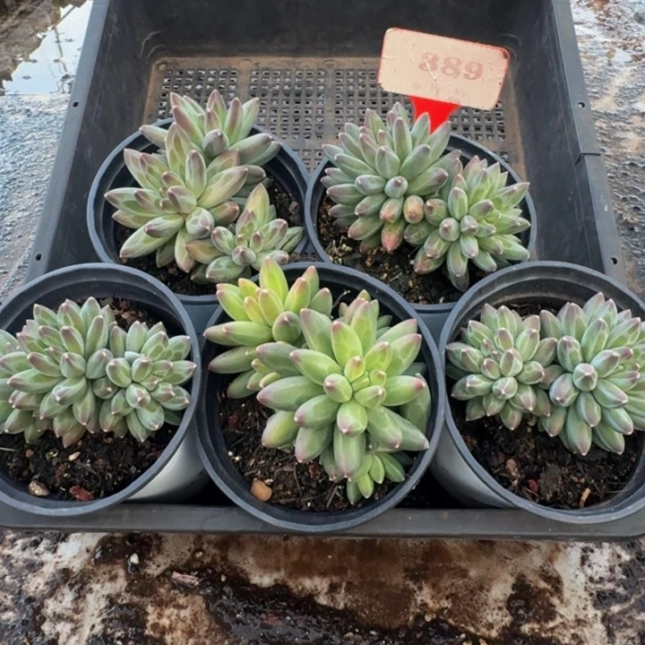 389多肉植物一物一拍