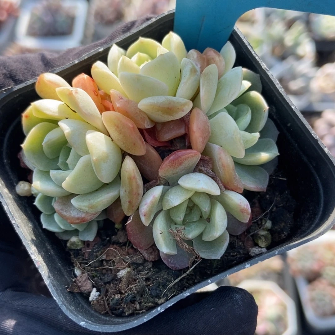 780容晶多肉植物多肉