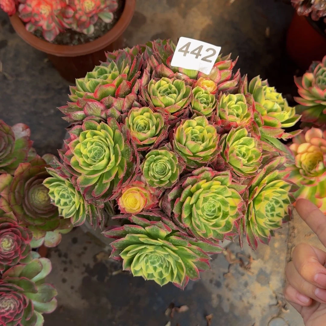 多肉植物442